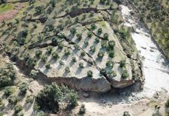 Hatay'ın Defne ilçesinde de zeytin bahçesinde deprem sonrası dev yarıklar oluştu