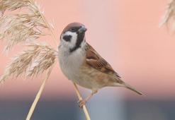 Burdur'un sulak alanlarında 298 kuş türü barınıyor