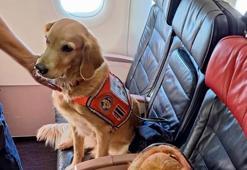 Depremde görev alan köpekler 'business class' uçtu