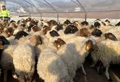 Nurdağı'nda hayvanlar için 'çadır ağıl'