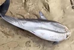 Saros’ta ölü yunus kıyıya vurdu