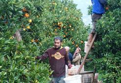 Deprem bölgesinde 'turunçgil hasadı' uyarısı