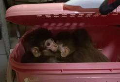 Gürbulak'ta kaçak yollarla ülkeye sokulmak istenen 11 yavru maymuna el konuldu