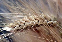 AK Parti'den, tarımsal üretim ve ormanlara ilişkin kanun teklifi