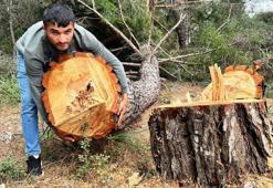 Yarım asırlık ağaçları kesip, kaçtılar
