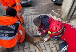 UMKE görevlisi, arama çalışmalarında yaralanan köpeğe dikiş atıp, sağlığına kavuşturdu