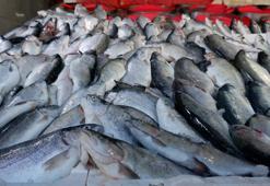 ‘Türk somonunda kanserojen riski yok’