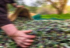 Bitkisel üretimde Cumhuriyet tarihi rekoru kırıldı