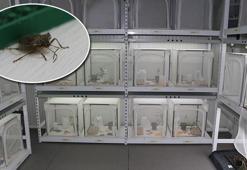 Fındıkta istilacı böceğe karşı 30 bin ‘samuray arı’ üretiliyor