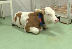 'Serotipi' şap hastalığı ciddi ekonomik kayba yol açabilir'