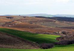 'Trakya'da kuraklık, buğday ve arpada kök gelişimini çok etkiledi'