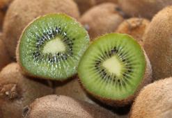 Değişen iklimle Karadeniz'de 'tropik meyve' üretimi denemeleri yapılıyor