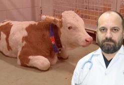 Trakya Bölge Veteriner Hekimler Odası Başkanı: SAT-2 serotipi şap hastalığı aşısı hazır