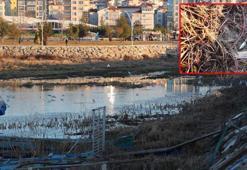 Beyşehir Gölü'nde kuraklığın ardından 'otlanma' tehlikesi