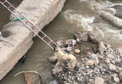 Çaya düşen köpeği itfaiye ekipleri kurtardı