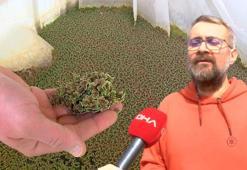 Maliyeti düşük, proteini yüksek hayvan yemi için azolla bitkisini ağır metallerden arındırdı