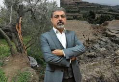 'Depremde ikiye bölünen zeytin ağacının nedeni fay kaynaklı değil'