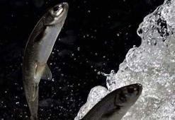 İnci kefalinin göç rotasındaki Deliçay'ın debisi azaldı