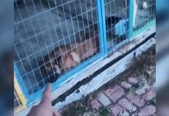 Köpek eğitmeni hakkında dolandırıcılık iddiası
