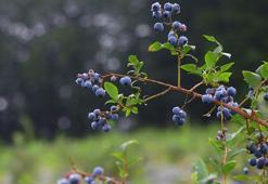 Ordu'da üreticinin yeni gelir kapısı; mavi yemiş