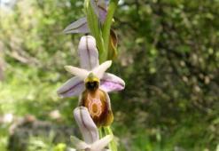 Likya orkidesi ve Manavgat Şelalesi için 'kesin korunacak hassas alan' tescili
