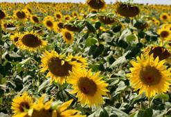 Trakya Birlik Başkanı Kırbiç: Yağış olmazsa ayçiçeğinde rekolte kaybı oluşur