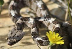 Ezilmekten kurtarılan kedi gözlü yılan doğal ortamına bırakıldı