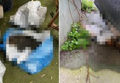 Kadıköy'de mahalleliyi ayağa kaldıran toplu kedi ölümleri