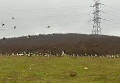 Leylekler Arnavutköy'de mola verdi