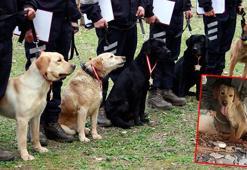 TSK’nın arama köpekleri 78 kişiyi kurtardı; 'sessiz kahramanlar' madalya ile ödüllendirildi