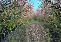 Depremde evi yıkılan çiftçi, şeftali üretimine devam ediyor