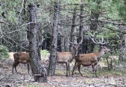 Dört şehirdeki kızıl geyik av ihalesi, mahkeme kararıyla iptal edildi