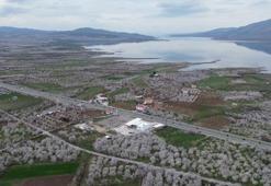 Depremin vurduğu Malatya'da, kayısı ağaçları çiçek açtı