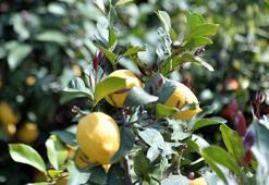 Arsuz’da limon dalında kaldı; perakendeciler hasat için seferberlik başlattı