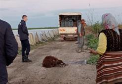 Otlaktan dönen 25 koyun yolda bir bir öldü