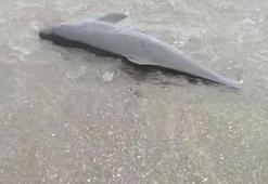 Sürmene'de sahile ölü yunus vurdu