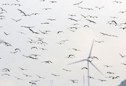 Göçmen kuşlar, depremin yıktığı Hatay'dan Türkiye'ye giriş yapıyor