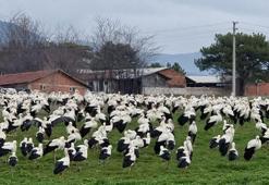 Göç yolundaki leylekler Domaniç'te mola verdi