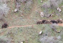 Siirt'te yiyecek arayan domuz sürüsü görüntülendi
