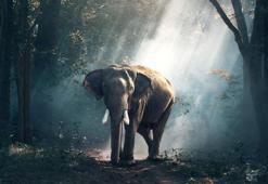 Hindistan’da pirinç için halka saldırarak yıldıran file operasyon