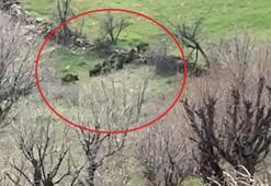 Diyarbakır'da tarlaya giren domuz sürüsü cep telefonu kamerasında