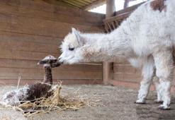 Ormanya'nın yeni üyesi alpakaya isim aranıyor
