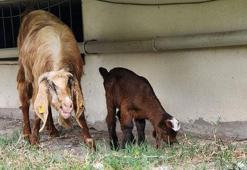 Enkazdan çıkarılan keçi doğum yaptı; yavruya veteriner hekimin adı verildi