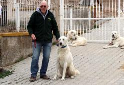 Eskişehir’in Akbaş cinsi çoban köpeklerine Belçikalı eğitmen