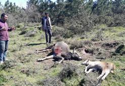 Kurtlar, besicinin ineklerine saldırdı