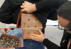 Sarp Sınır Kapısı'nda, 250 istilacı su kaplumbağası ele geçirildi