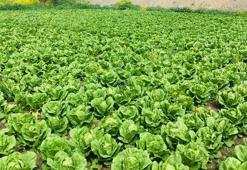 Depremzede üretici, ürünü için alıcı bekliyor