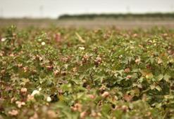 Altınyıldız Classics’ten renkli pamuk üretiminde ilk hasat