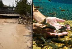 Doktor balıklar 'sel' tehdidi altında