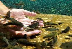 Doktor balıklar 'sel' tehdidi altında